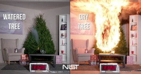 Watered Tree vs. Dry Tree : Don't joke at Christmas!