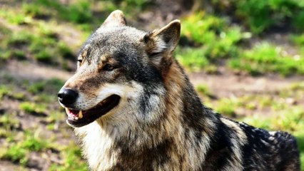 Los ecologistas denuncian ante la fiscalía la caza de dos LOBOS en Asturias