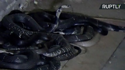 Mulher cria centenas de cobras em fazenda