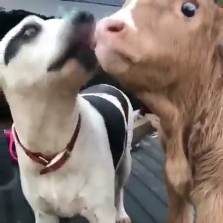 L'heure de la toilette pour ce chien et ce veau... A grand coup de langue