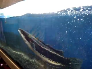 下载视频: Ce gros poisson à tête de serpent dévore ses proie à une vitesse folle dans son aquarium...