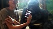 Cet homme montre des photos de gorilles à un gorille dans un Zoo. La réaction de l'animal est incroyable