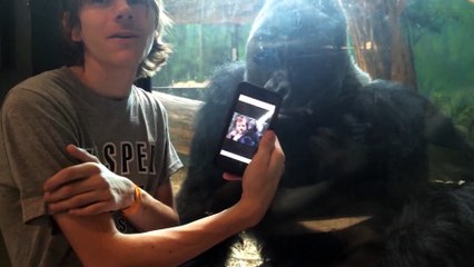 Cet homme montre des photos de gorilles à un gorille dans un Zoo. La réaction de l'animal est incroyable