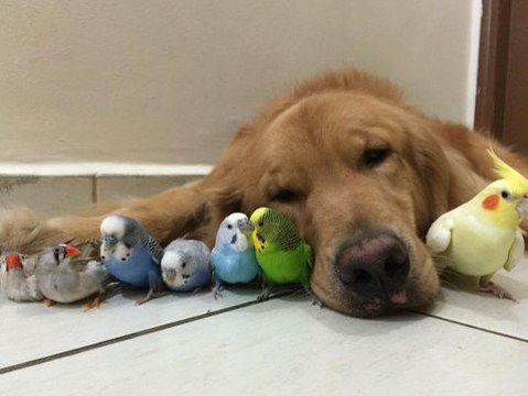 Cet oiseau pas timide du tout vient piquer des poils sur ce chien pour faire son nid