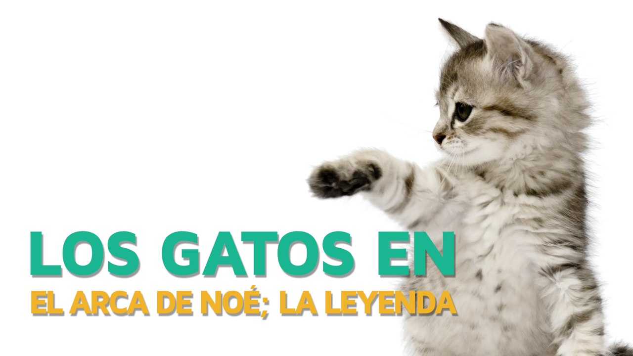 La leyenda del origen de los gatos en el Arca de Noé