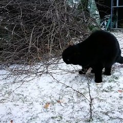 Cat Discovers Snow