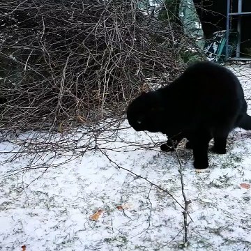 Cat Discovers Snow
