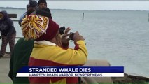 Whale Dies After Being Stranded in Virginia Harbor