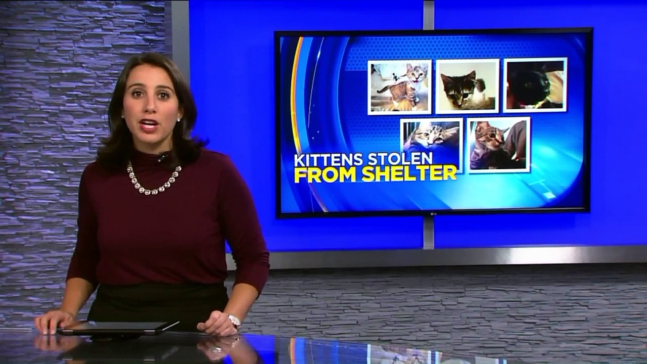 Police Investigating After Five Kittens Stolen from Virginia Animal Shelter