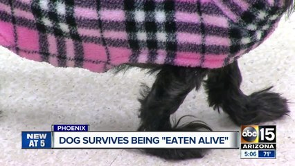 Valley dog survives being "Eaten Alive"