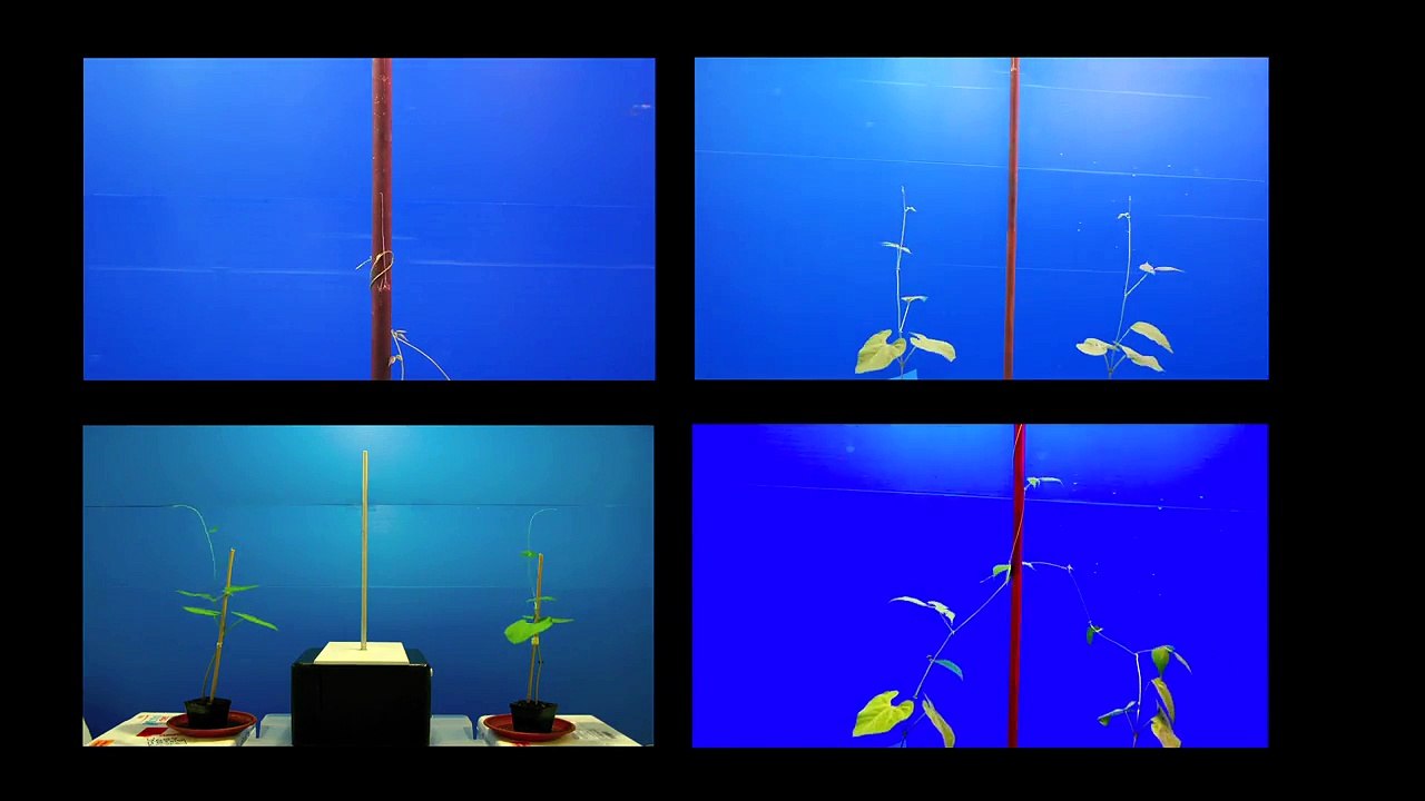 Neurobiologia delle piante - Plant Neurobiology