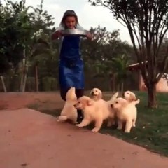 Phòng khám đa khoa Đại Đông - Cute dogs