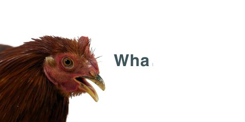 Rigiet: A Gimbal with A Stable Head Like A Chicken