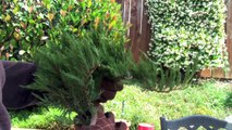 Creating a Juniper Bonsai From Nursery Material-vx0RvhnNAIQ