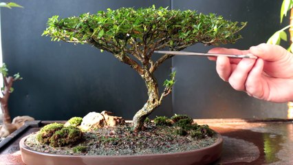 Creating a Kelutral style Bonsai, Jan 2017-IIx3cp_vZEI