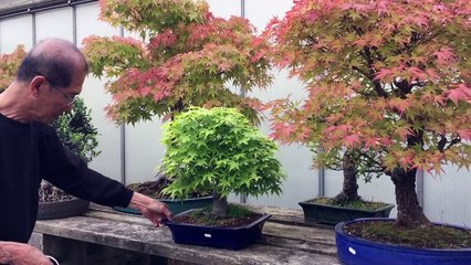 Creating a maple bonsai tree in 20 mins EASY!-anyWlUK6E-k