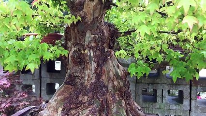 Creating Your Own Bonsai Tree _ The Easy Guide By Peter Chan-eRdZq7EwsN4