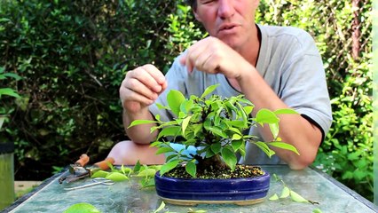 Ficus Cutting of a Cutting, July 2015-R5-Kz__I5XM