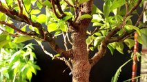 Ficus microcarpa Bonsai from seed Update, Nov 2016-pmYTThcWOIc