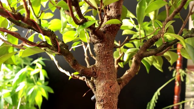 Ficus microcarpa Bonsai from seed Update, Nov 2016-pmYTThcWOIc