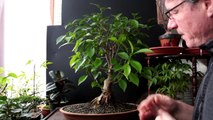 Ficus microcarpa Bonsai, Plain, Feb 2017-P1UgGvfZdgw