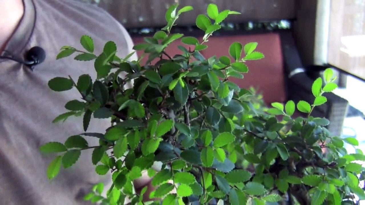 How To Bonsai Clip and Grow Pruning_yy1NLoBjj0 video Dailymotion