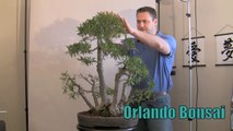 How to Bonsai - Preparing for Show Display or Exhibit-T1iBkkjbXV4