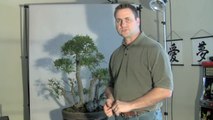 How to Bonsai - Watering a Tree - Soil Drainage-XCoySd8VvDY
