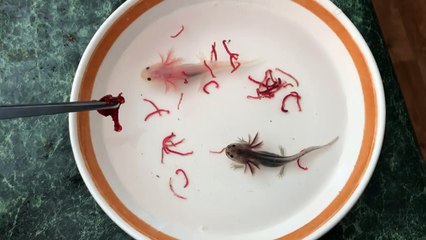 Feeding the baby axolotls