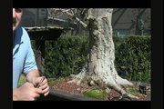 How to Bonsai Wiring - Using guywire _ guidewire for large branches-5asQtLad81Y