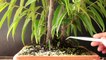Sabre Leaf Ficus Bonsai, Sept 2016-haeBiF9KnQw