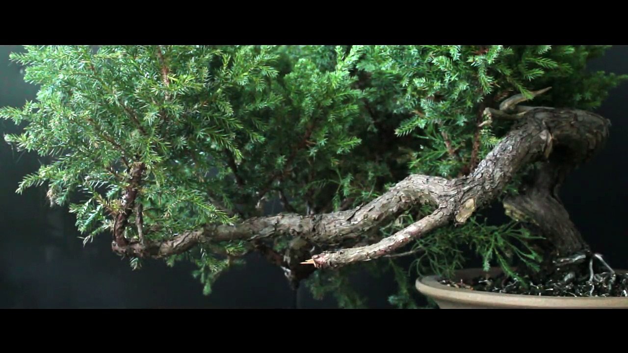 The Bonsai Zone, The Blade Runner Replicant, Oct 2017-hIrT60ERMmE