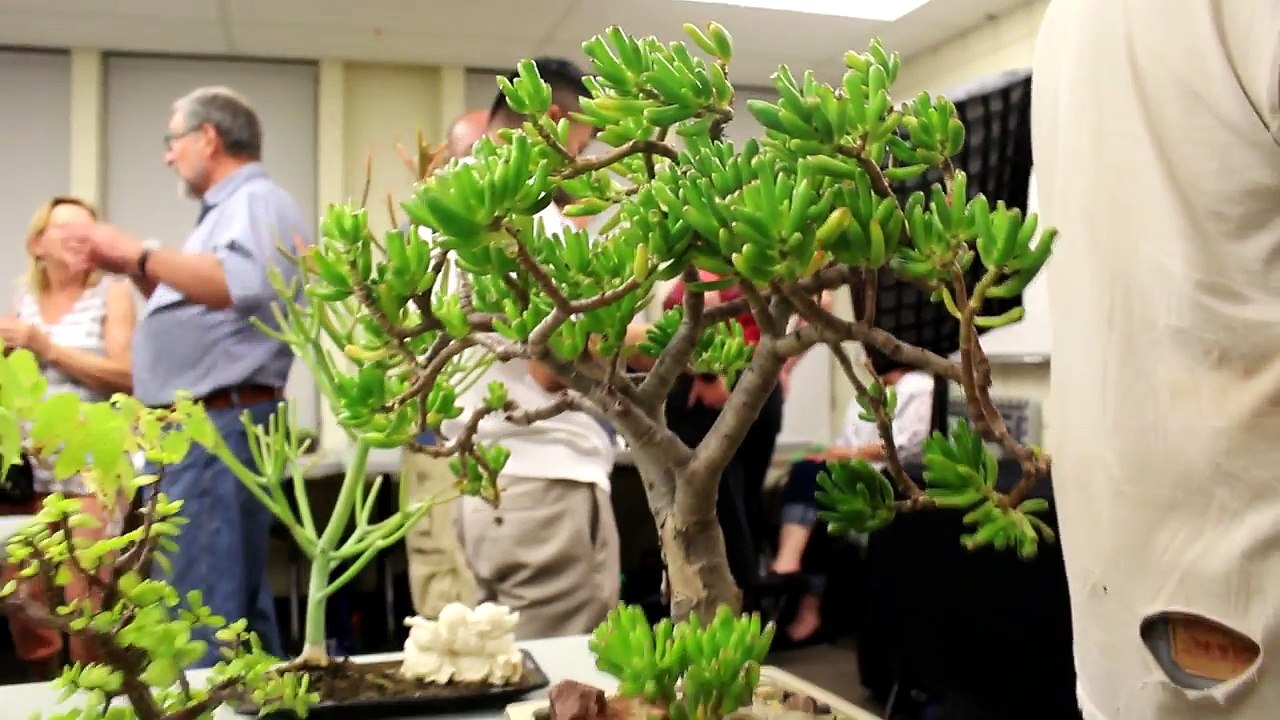 The Bonsai Zone, the KW Bonsai, Club Show and Open House, Sept 2017-kEgNcztbA_Y
