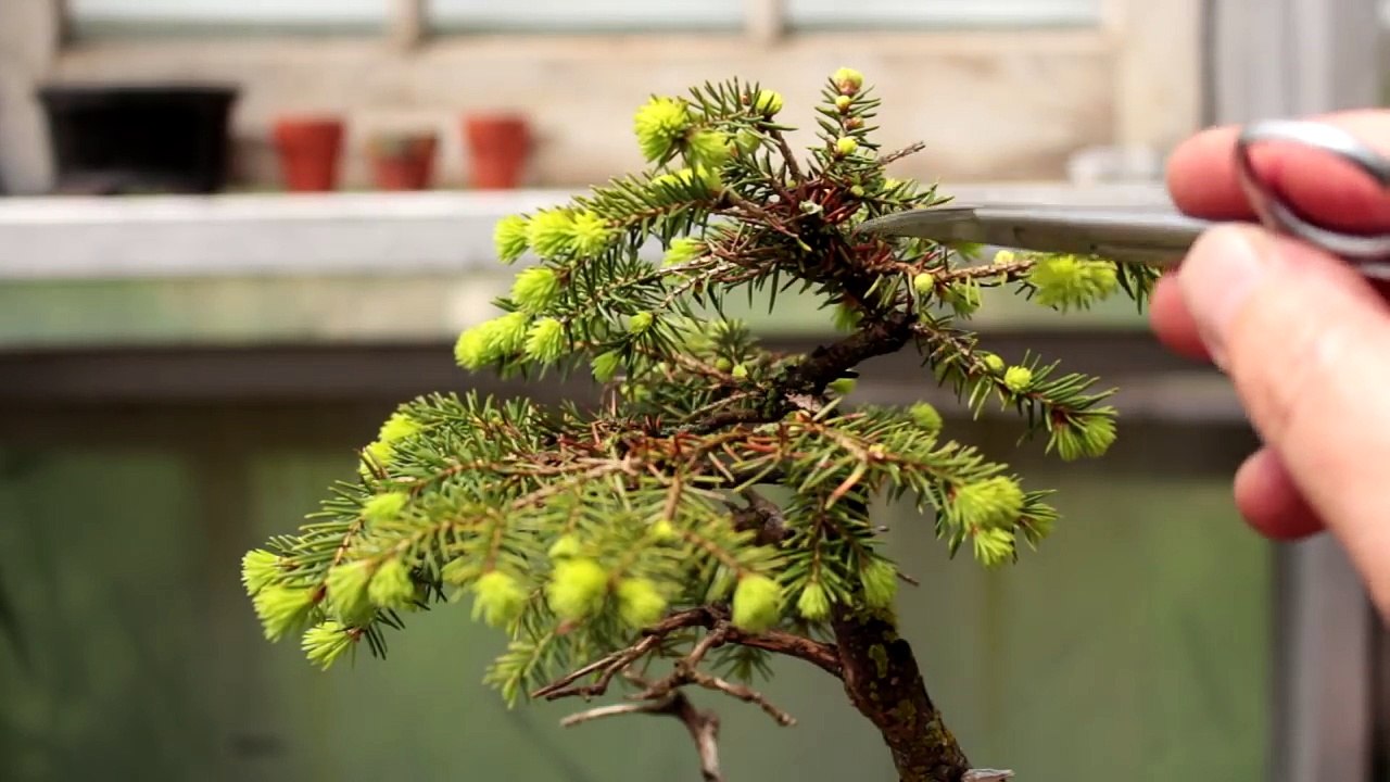 Three Spruce Bonsai Trees, Part 1, May 2017-Ric2p_5vPfo