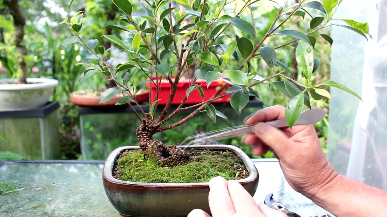 Tiger Bark Ficus Bonsai, July 2016-FAb05vpVpNM