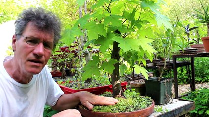 Watering and Fertilizing My Bonsai Trees, June 2017-gXIIpxUqxdY