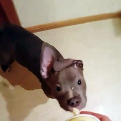 Phòng khám đa khoa Đại Đông - Funny dogs #4