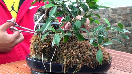 Cómo hacer bonsai con raíces sobre roca - Descubriendo la roca completa-SfHWYVCmRcM