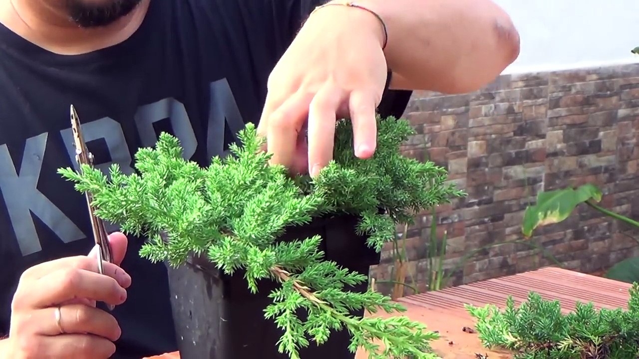 Cómo hacer Tanuki - Primer paso - preparar el plantón-bllBA0QXlV8