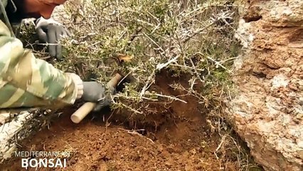Collecting Wild Olive Tree for Bonsai-K1gqu900ChY