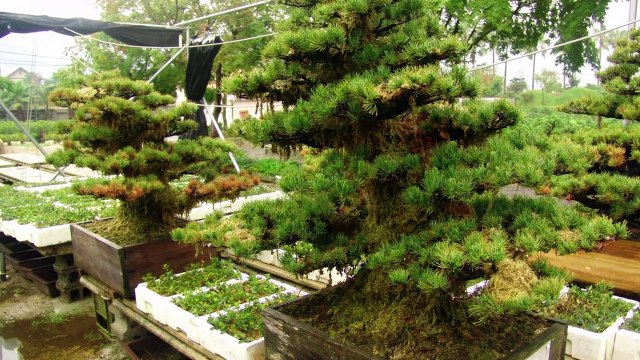 Diferencia entre bonsai, prebonsai y árbol - Preguntario-6e6T5tVbnu4