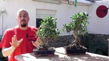 Dos ficus joyitas a la venta-wfO_u3Isut8