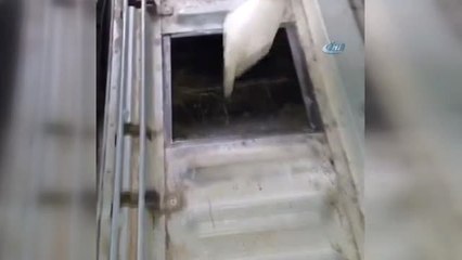 Van'da 50 Kilo Eroin Ele Geçirildi