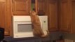 Ce chat affamé essaie d'atteindre le placard pour attraper ses croquettes... pas facile