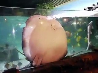 Cette raie collée à la vitre de l'aquarium réclame à manger... Adorable