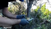 How To Collect Material For Bonsai - Air Layering Olive Tree (Olea sylvestris)-1o_UcTO8XoA