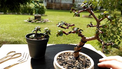 How To Create And Make A Mame Bonsai-qVzrWnU_RrU