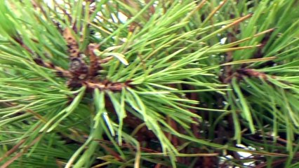 Mi bonsai se muere - pino negro japonés-BmD7Tn-nHVQ