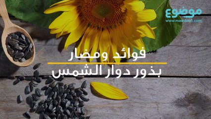 فوائد ومضار بذور دوار الشمس