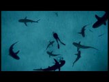 Diver Lays On Sea Floor While Sharks Swim Above